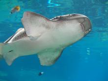 Marine Biologist: Working, opportunities, job description -Study Marine